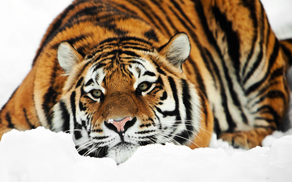 тигры tigers без смс