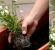 How to plant rooms correctly, Planting and planting trees How to write correctly